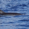 Image 5: Observación de delfines en un pequeño grupo en un barco híbrido sil...