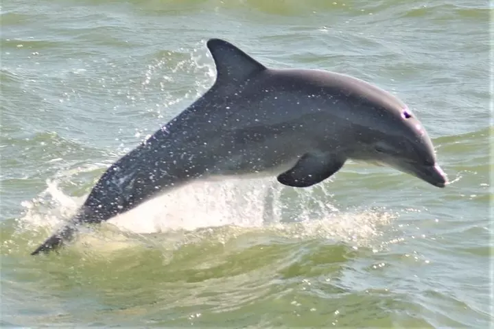 Whale and Dolphin Watching Cruise from Cape May