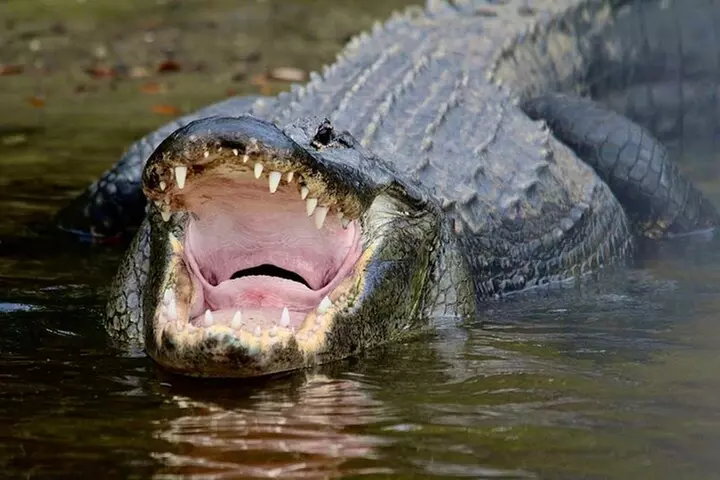 Manatee, Dolphin and 10,000 Islands Sunset Cruise!