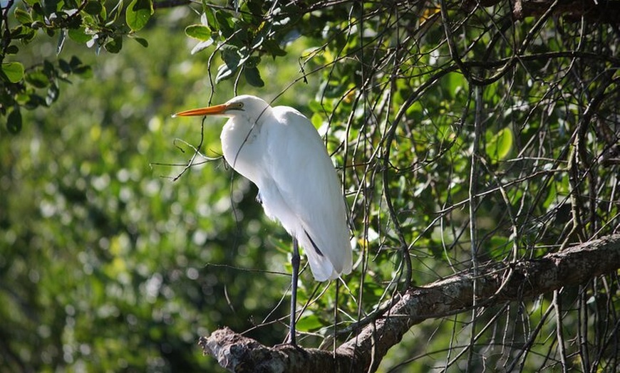 Image 5: Ultimate Daintree Rainforest Wildlife Experience Cruise