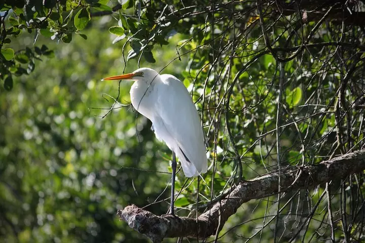 Ultimate Daintree Rainforest Wildlife Experience Cruise