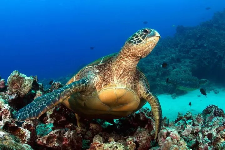 2 Tank Shore Dive at Sea Turtle Cove