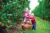 $20 For $40 Worth Of U-Pick Apples And/Or U-Pick Pumpkins (Sept 1st Till November 15th)