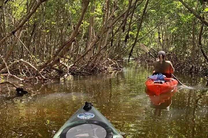 Sarasota Guided Mangrove Tunnel Kayak Tour