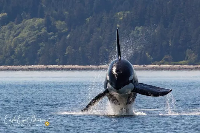Whale Watching and Wildlife Tours - Primary Image