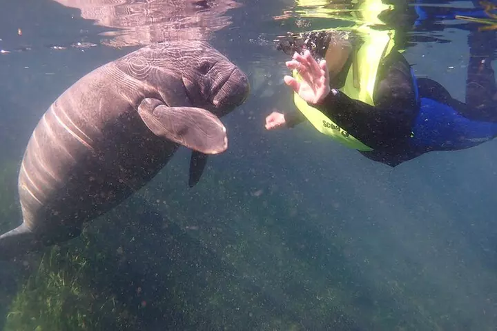 Manatees and Rainbow River by SCUBA or Snorkel - Primary Image