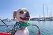 Electric boat Rentals in San Diego Bay. Family friendly boating - Second Medium