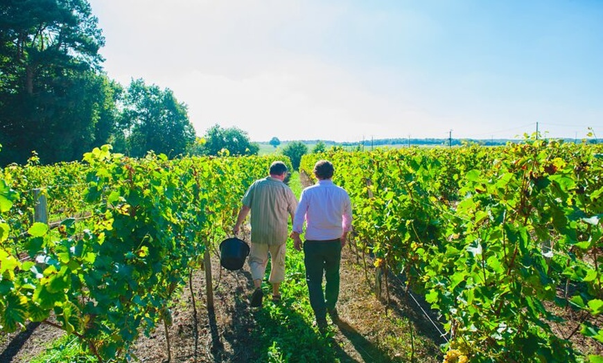 Image 3: Pique-nique dans les vignes - Une expérience vinicole unique dans l...