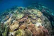 Great Barrier Reef and MOUA Cruise from Townsville or Magnetic Island - Image 3