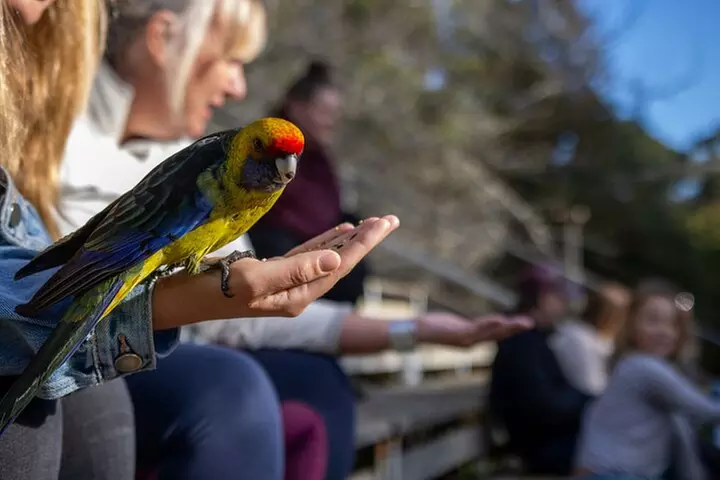 Port Arthur, Richmond and Tassie Devils Active Tour from Hobart