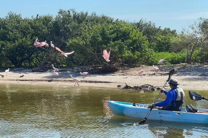 Wildlife Refuge Dolphin, Manatee & Mangrove Kayak or Paddleboarding...