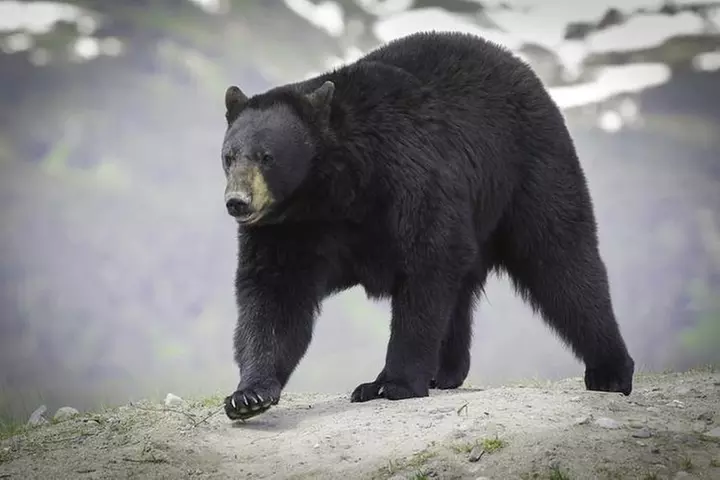 Glacier & Wildlife Discovery Tour