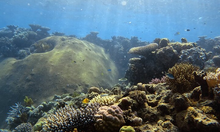 Image 3: Half Day Outer Reef Snorkelling Tour from Port Douglas