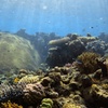 Image 3: Half Day Outer Reef Snorkelling Tour from Port Douglas