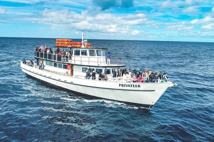 Dolphin and Whale Watching Sunset Cruise