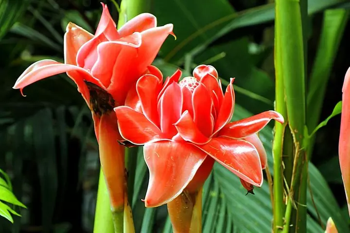 Waterfall, 1st Road to Hana, Chocolate Tour, Historical, Jungle