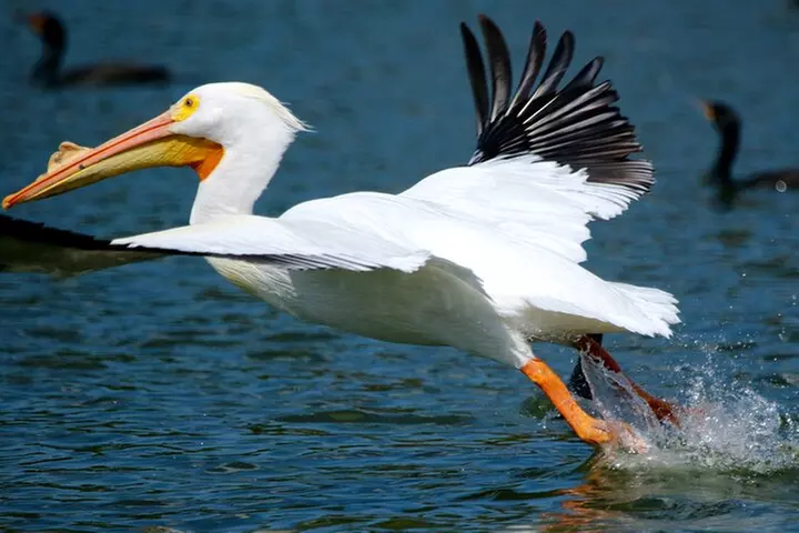 1 Hour Historical Wildlife Tour of The Famous Chain of Lakes