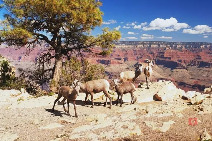 Self-Guided Audio Driving Tour in Grand Canyon South Rim