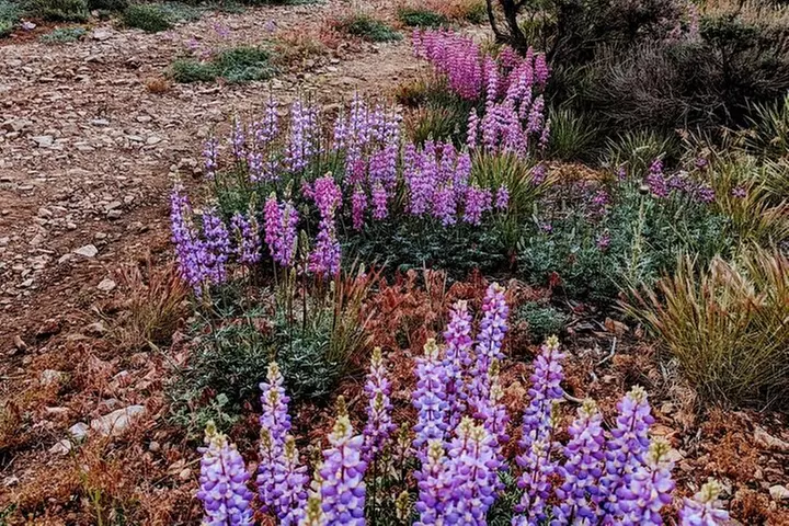 Family-Friendly Nature Hike around the Big Bear Valley