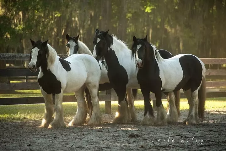 Gypsy Gold Horse Farm Walking Tour