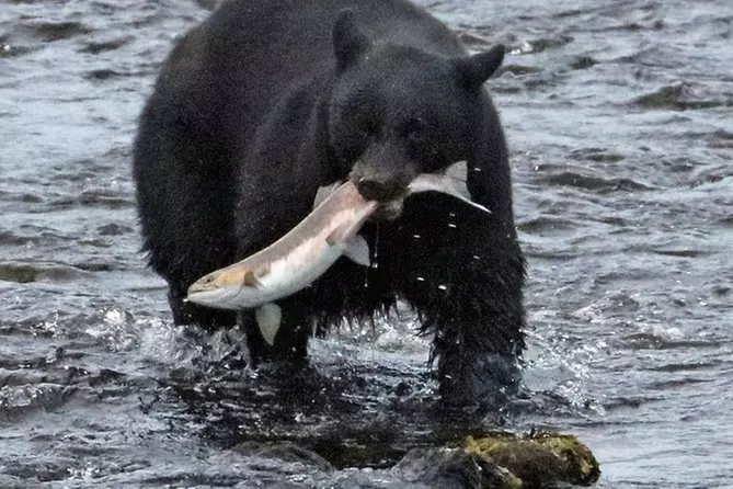 Ketchikan's Taste of the Wild-Wildlife Tour and Salmon Bake - Primary Image