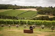 Montalto Vineyard: Mornington Peninsula Discovery Wine Tasting and Lunch - Image 2