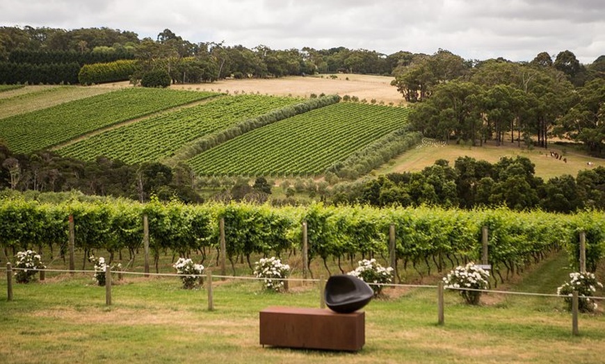 Image 1: Montalto Vineyard: Mornington Peninsula Discovery Wine Tasting and ...