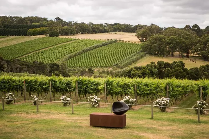 Montalto Vineyard: Mornington Peninsula Discovery Wine Tasting and ...