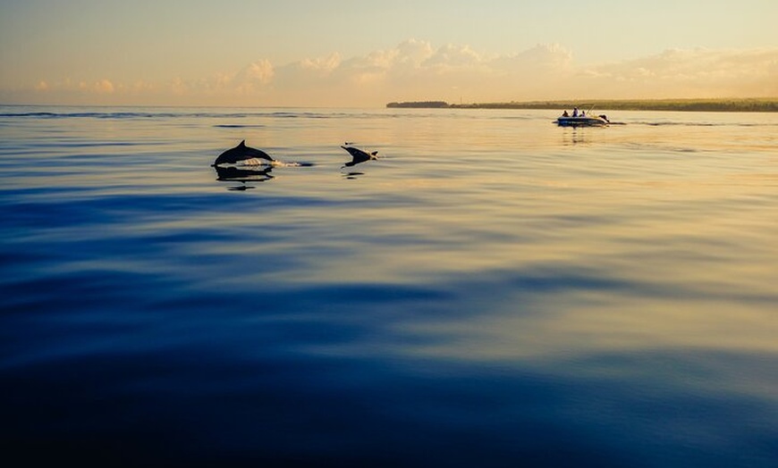 Image 4: Aventura de delfines en Sotogrande con bebida incluida