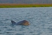 Hilton Head Island Sunset Dolphin Tour - Second Medium