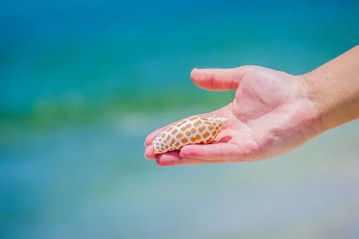 Marco Island Wildlife Sightseeing and Shelling Tour