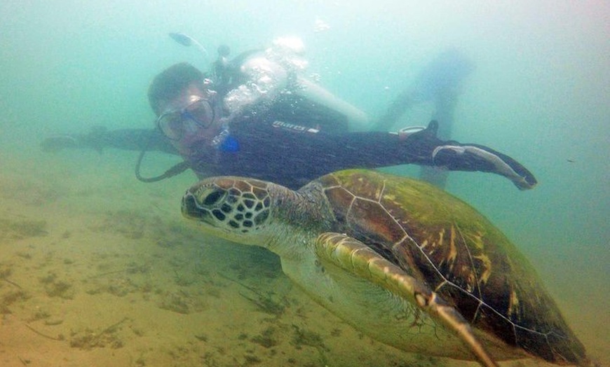 Image 29: Wave Break Island Scuba Diving on the Gold Coast