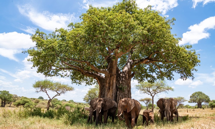 Image 10: ✈ TANZANIE | Du Kilimanjaro à Zanzibar - Les merveilles de la Tanza...