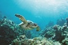 Turtle Canyon Snorkel Adventure in Waikiki, Oahu