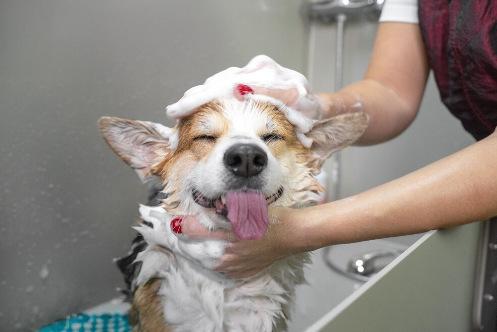 $30 For $60 Worth of Pet Care & Pet Products