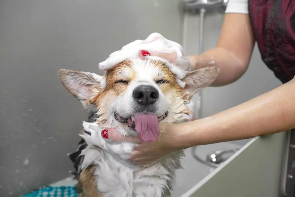$30 For $60 Worth of Pet Care & Pet Products