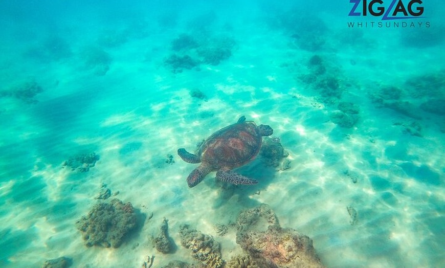 Image 3: Whitsundays Whitehaven Beach Tour: Beaches, Lookouts and Snorkel