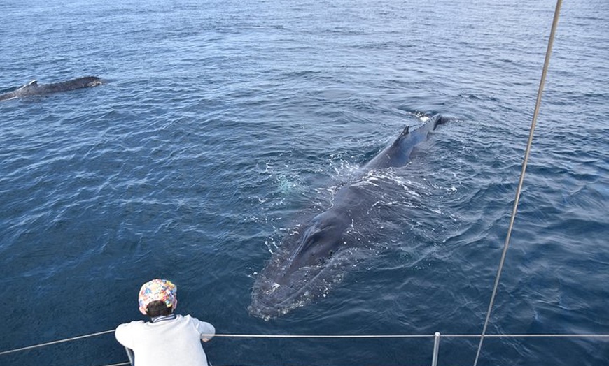 Image 5: Coffs Harbour Whale Watch Experience