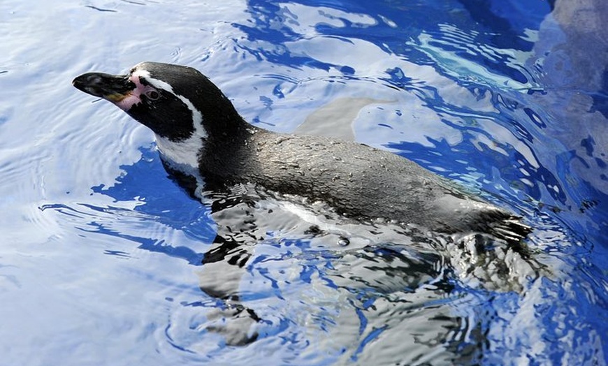 Image 3: Hunstanton SEA LIFE Sanctuary General Admission Ticket