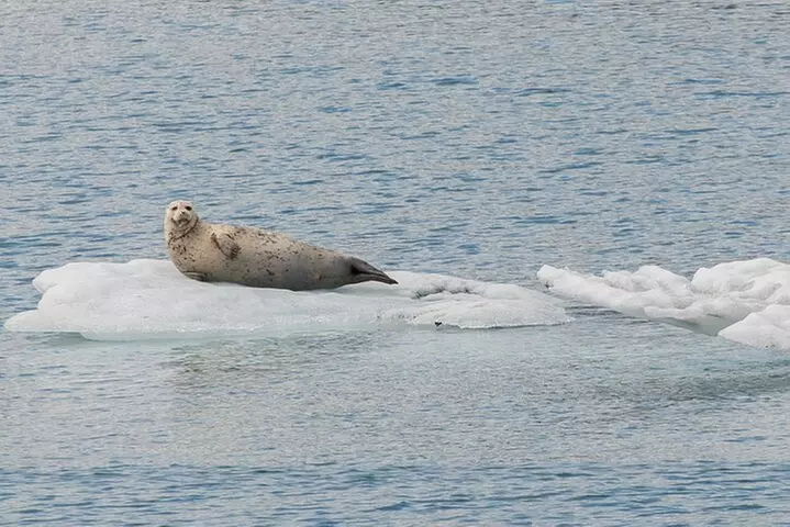 Glacier Quest Cruise - Self-Drive from Anchorage, AK - Second Medium