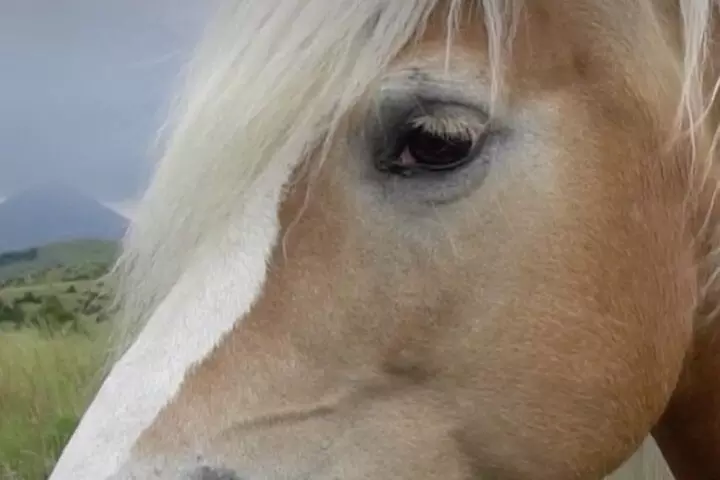 Indoor Horsemanship