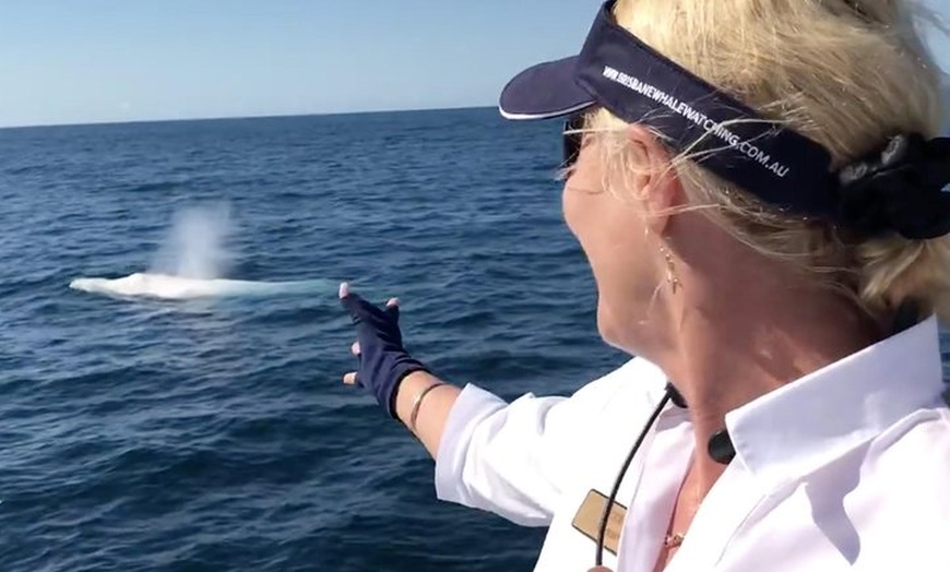 Image 10: Whale Watching Cruise from Redcliffe, Brisbane or the Sunshine Coast