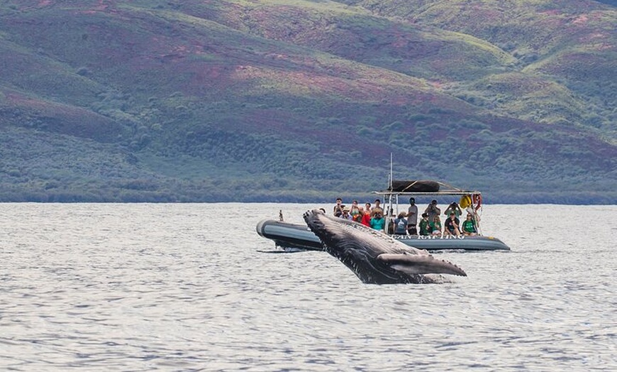 Hawaii Ocean Rafting - Hawaii Ocean Rafting | Groupon