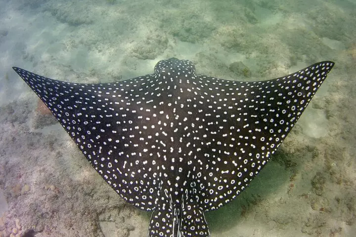 Guided Snorkel Experience in Fort Lauderdale