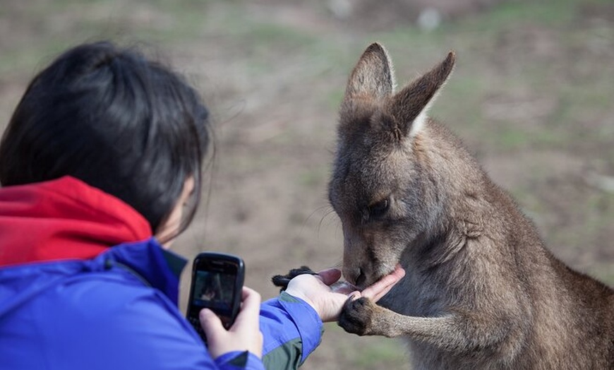 Image 29: Mt Field, Mt Wellington & Tassie Devils Active Tour from Hobart