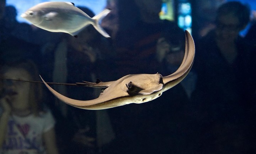 Image 5: Evite las colas Entrada para el Acuario de Barcelona