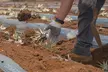 Maui Pineapple Planting Experience - Second Medium
