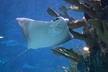 Audubon Aquarium & Insectarium Ticket - Second Medium