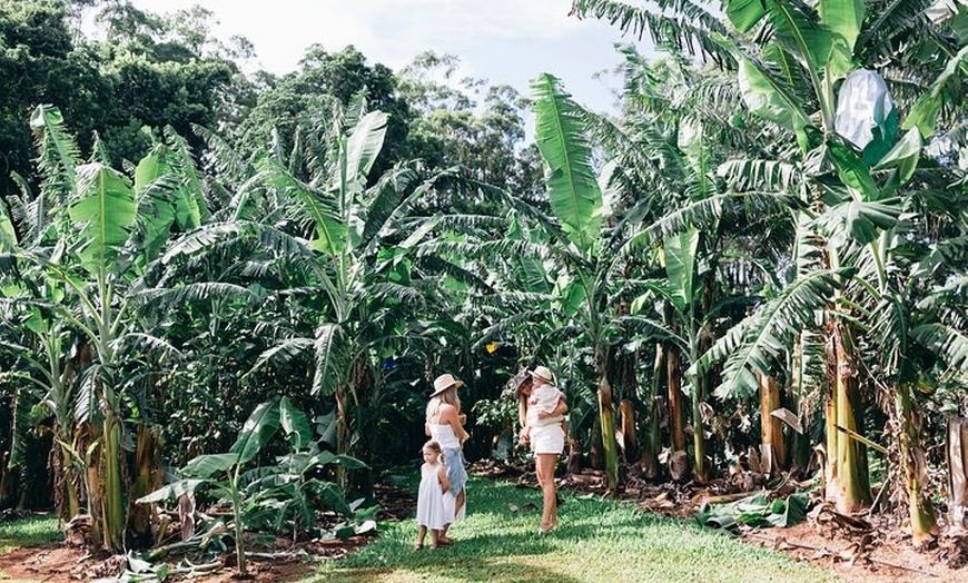 Image 10: Tropical Fruit World Farm Full Tour