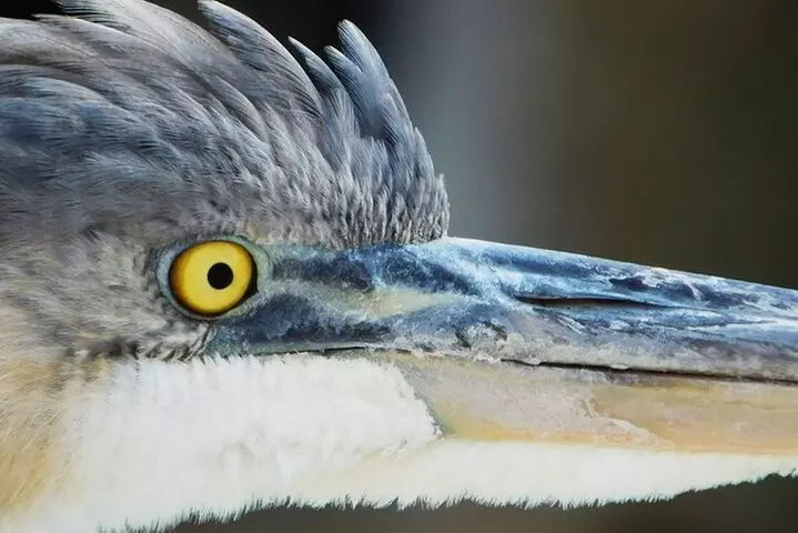 River Cruise Tour with Manatee Viewing